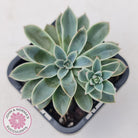 Echeveria 'Fantastic Fountain'