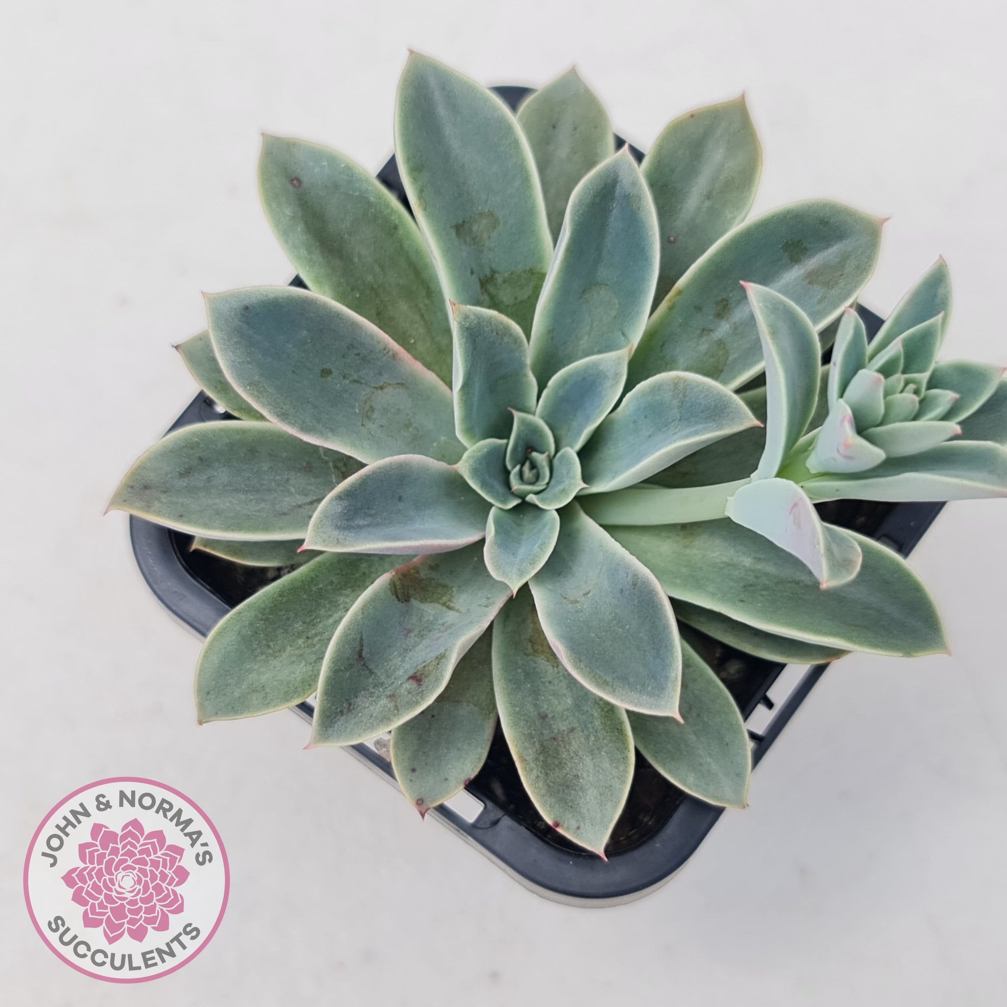 fantastic fountain succulent Buy Echeveria 'Fantastic Fountain' Australia