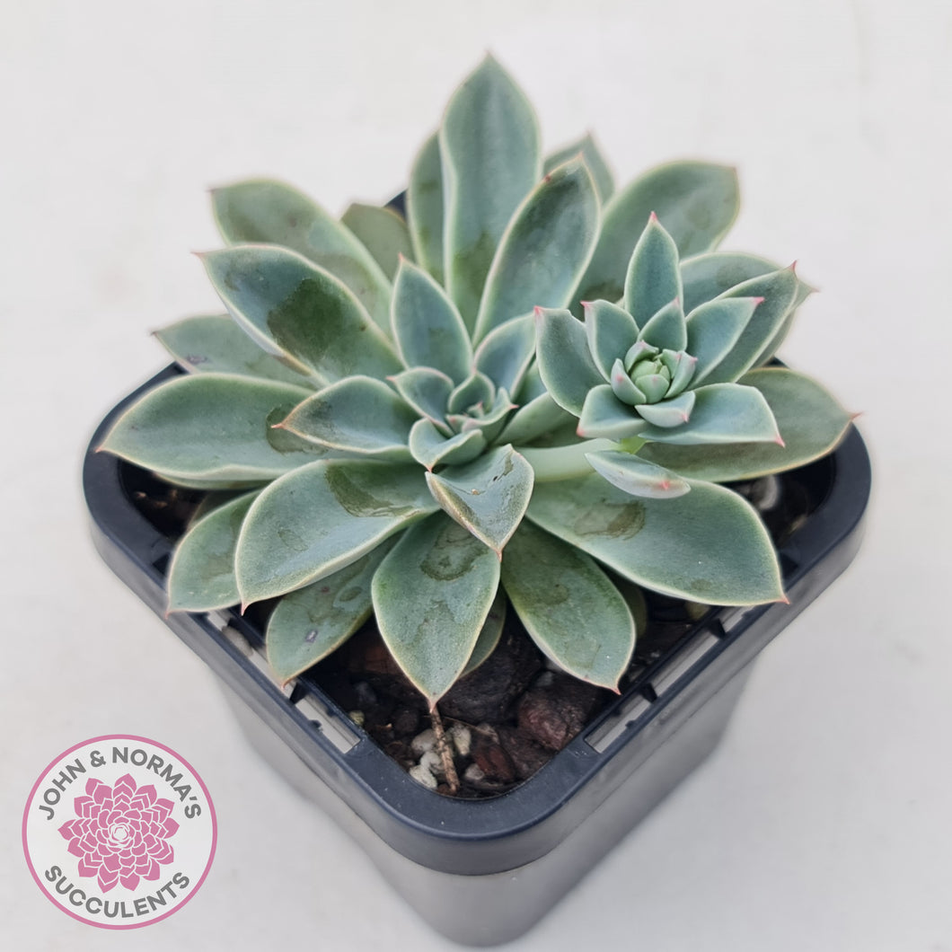 Echeveria 'Fantastic Fountain'