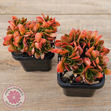 Load image into Gallery viewer, Echeveria Fimbriata Fasciculata Crest
