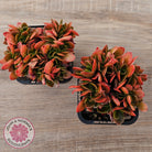 Echeveria Fimbriata Fasciculata Crest