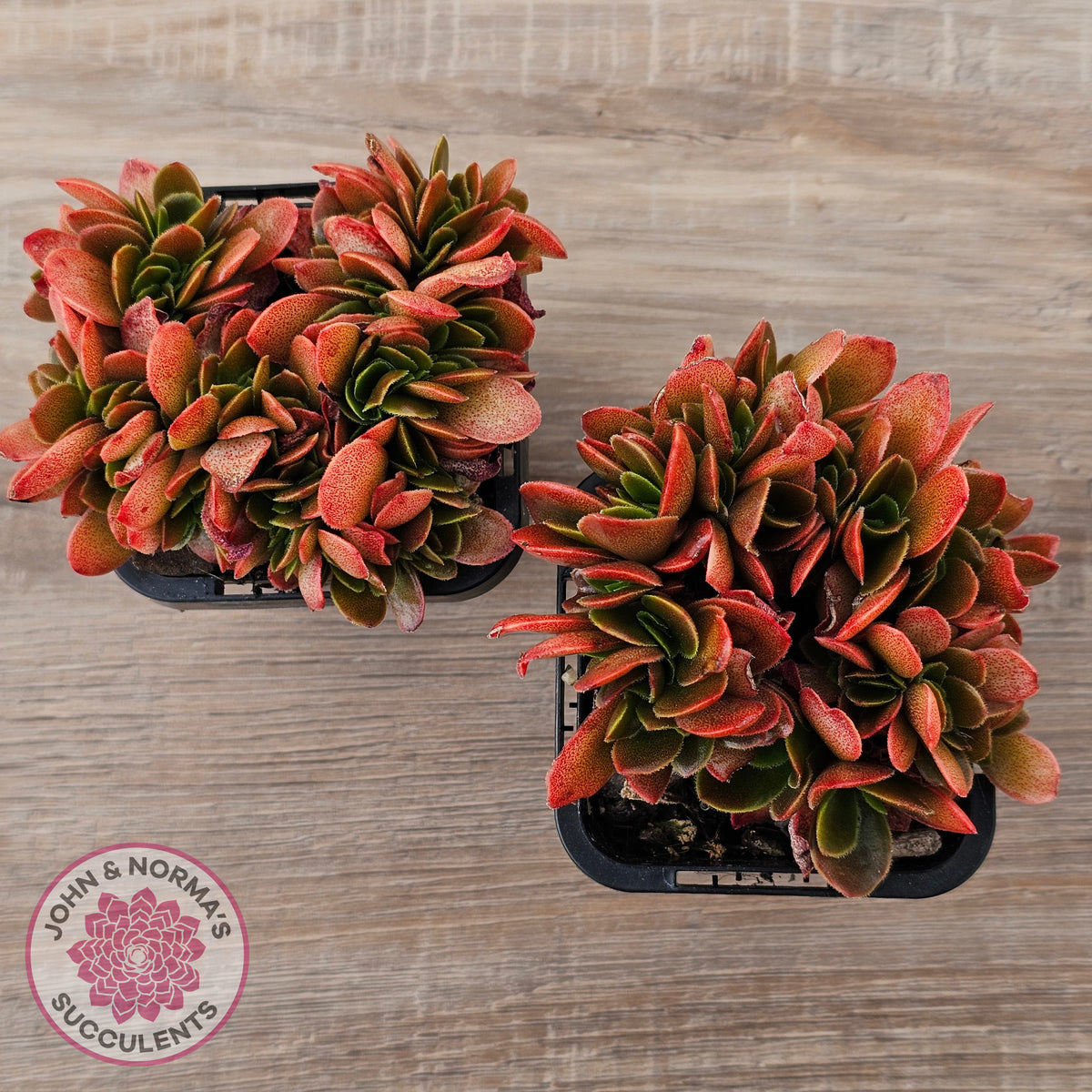 Echeveria Fimbriata Fasciculata Crest