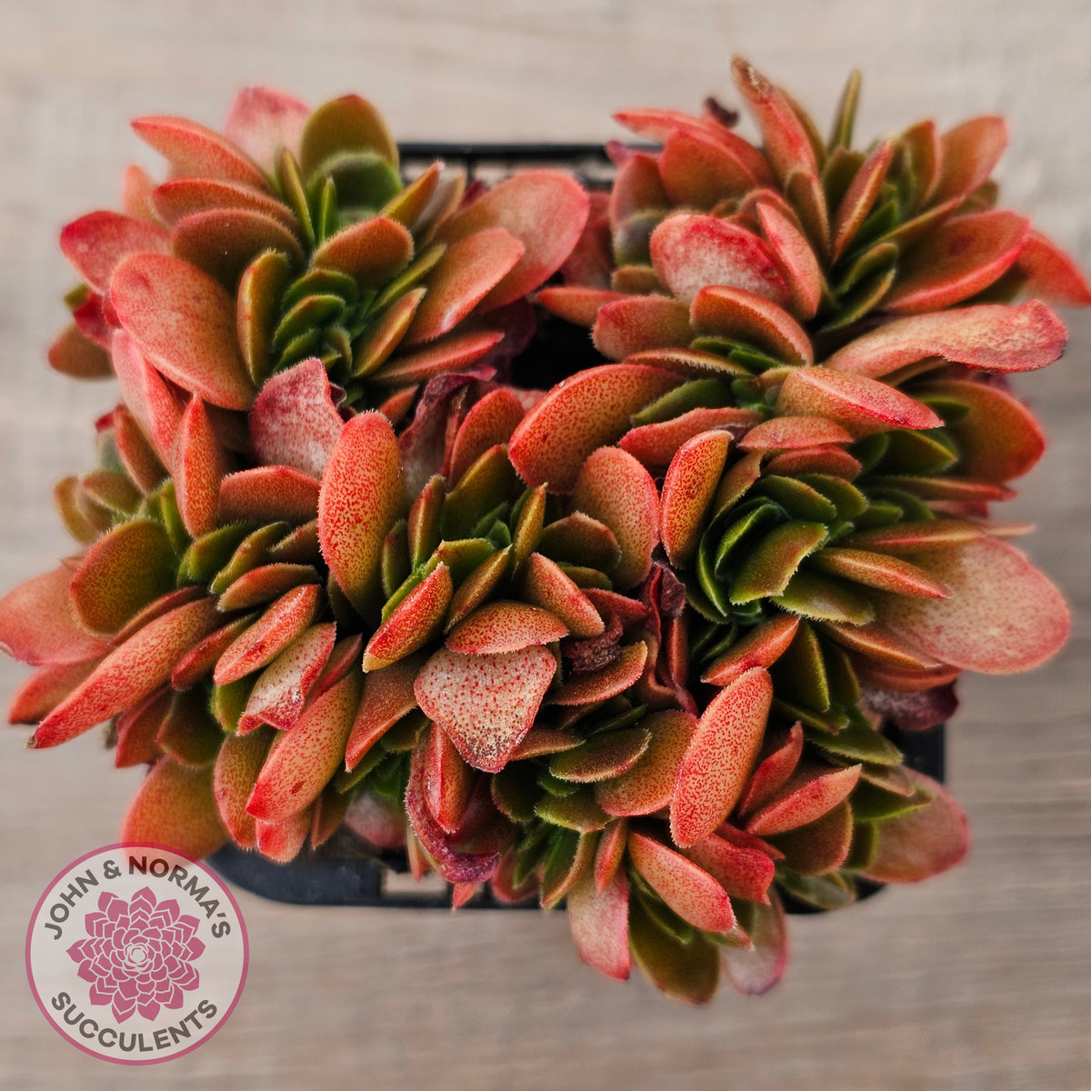 Echeveria Fimbriata Fasciculata Crest