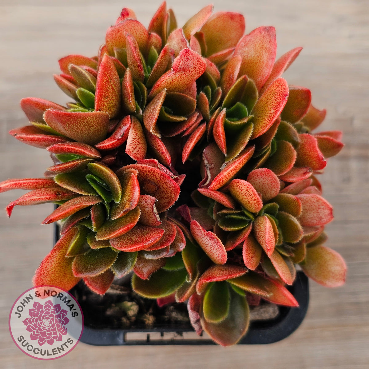 Echeveria Fimbriata Fasciculata Crest