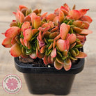 Echeveria Fimbriata Fasciculata Crest