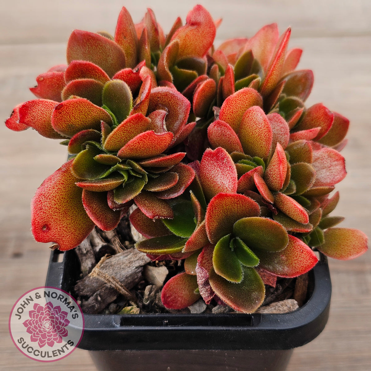 Echeveria Fimbriata Fasciculata Crest
