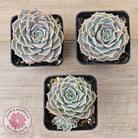 Echeveria 'Fiona's Choice'
