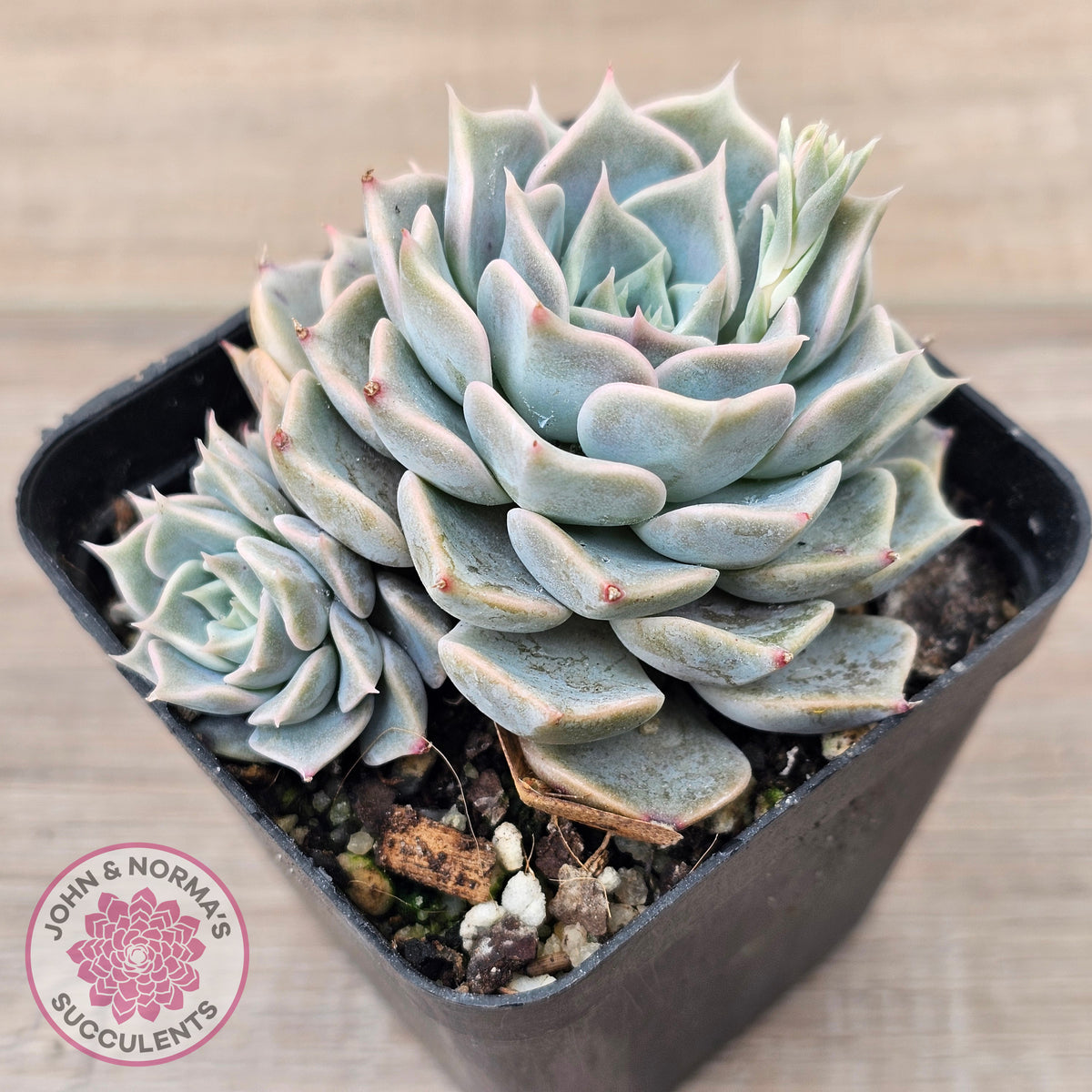 Echeveria 'Fiona's Choice'