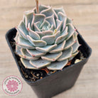 Echeveria 'Fiona's Choice'