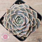Echeveria 'Fiona's Choice'