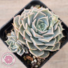 Echeveria 'Fiona's Choice'