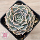 Echeveria 'Fiona's Choice'