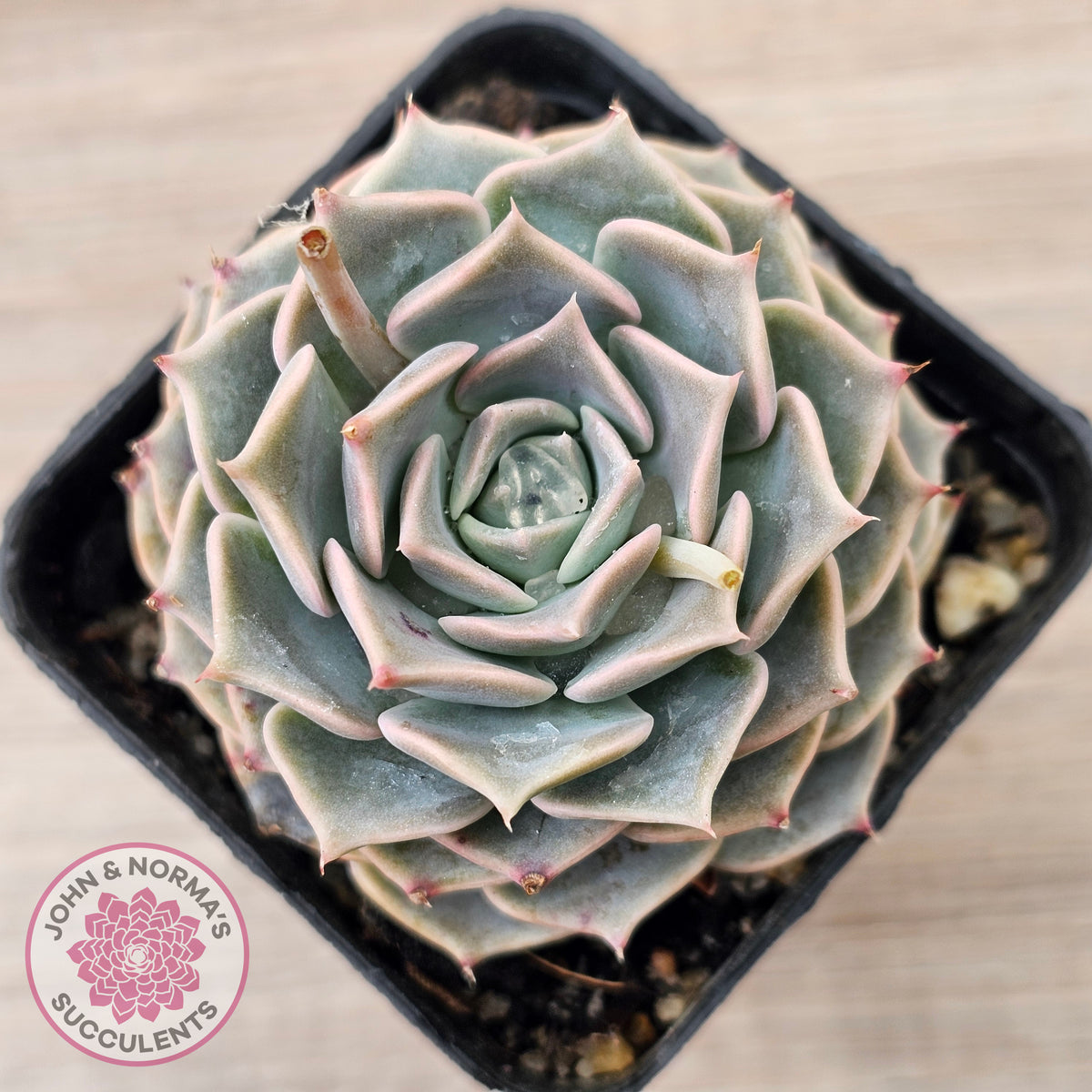 Echeveria 'Fiona's Choice'