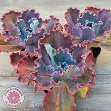 Load image into Gallery viewer, Echeveria 'Fire and Ice'
