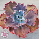 Echeveria 'Fire and Ice'