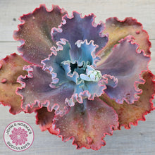 Load image into Gallery viewer, Echeveria 'Fire and Ice'

