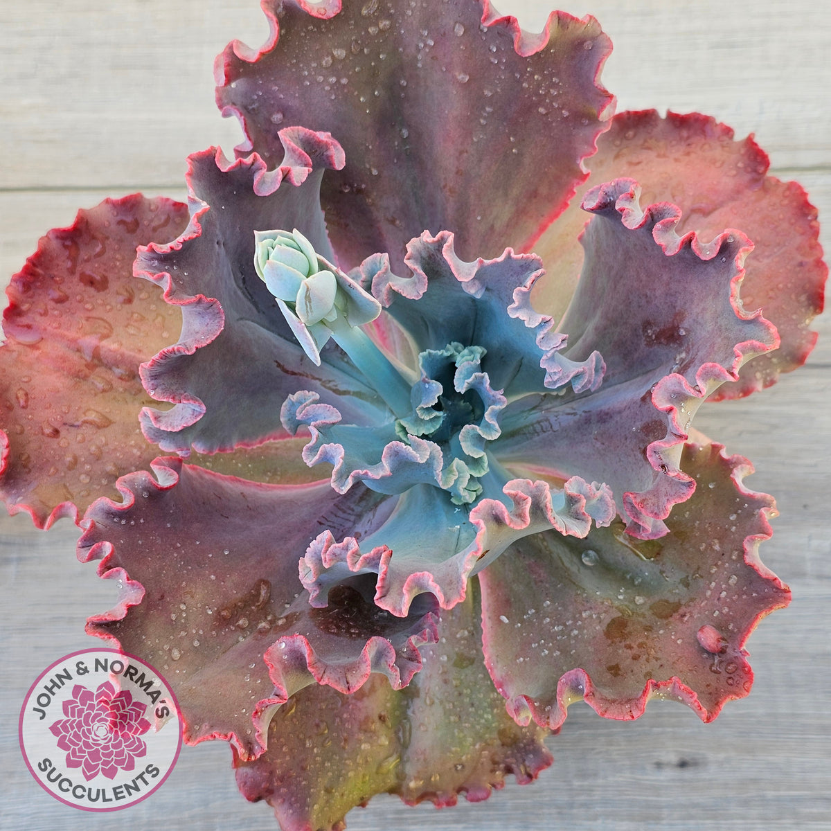 Echeveria 'Fire and Ice'