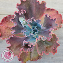 Load image into Gallery viewer, Echeveria 'Fire and Ice'
