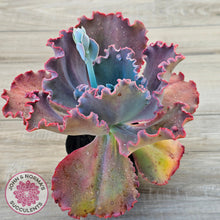 Load image into Gallery viewer, Echeveria 'Fire and Ice'
