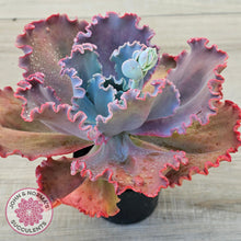 Load image into Gallery viewer, Echeveria 'Fire and Ice'
