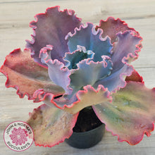 Load image into Gallery viewer, Echeveria 'Fire and Ice'
