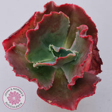 Load image into Gallery viewer, Echeveria &#39;Fire and Ice&#39; - John &amp; Norma&#39;s Succulents Australia
