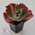 Echeveria 'Fire and Ice'