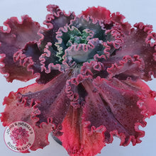 Load image into Gallery viewer, Echeveria &#39;Fire and Ice&#39; - John &amp; Norma&#39;s Succulents Australia
