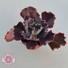 Echeveria 'Fire and Ice'