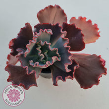 Load image into Gallery viewer, Echeveria &#39;Fire and Ice&#39; - John &amp; Norma&#39;s Succulents Australia
