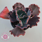 Echeveria 'Fire and Ice'