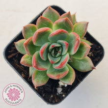 Load image into Gallery viewer, Echeveria agavoides &#39;Floridity&#39;
