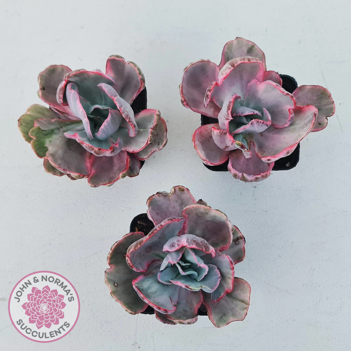 Echeveria Flying Cloud