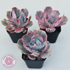 Echeveria Flying Cloud