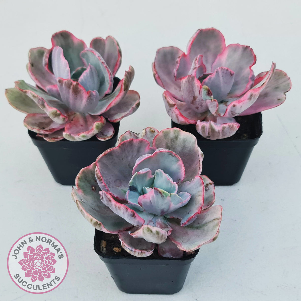Echeveria Flying Cloud
