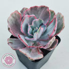 Echeveria Flying Cloud