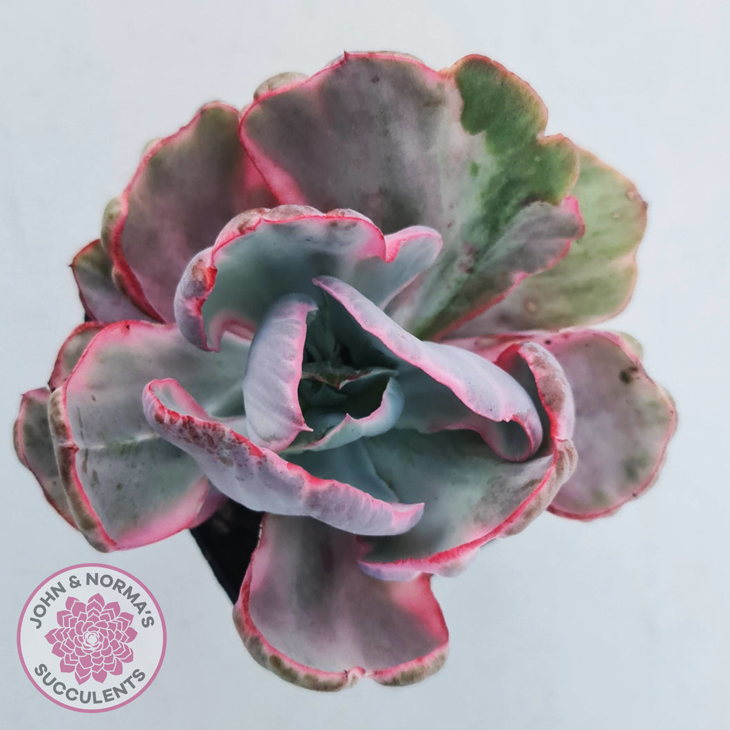 Echeveria Flying Cloud