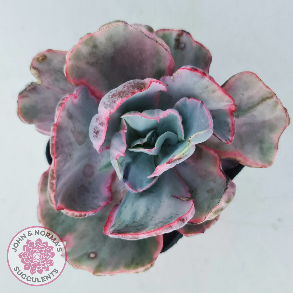 Echeveria Flying Cloud