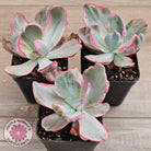 Echeveria Flying Cloud