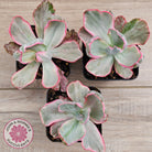Echeveria Flying Cloud