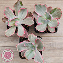 Load image into Gallery viewer, Echeveria Flying Cloud
