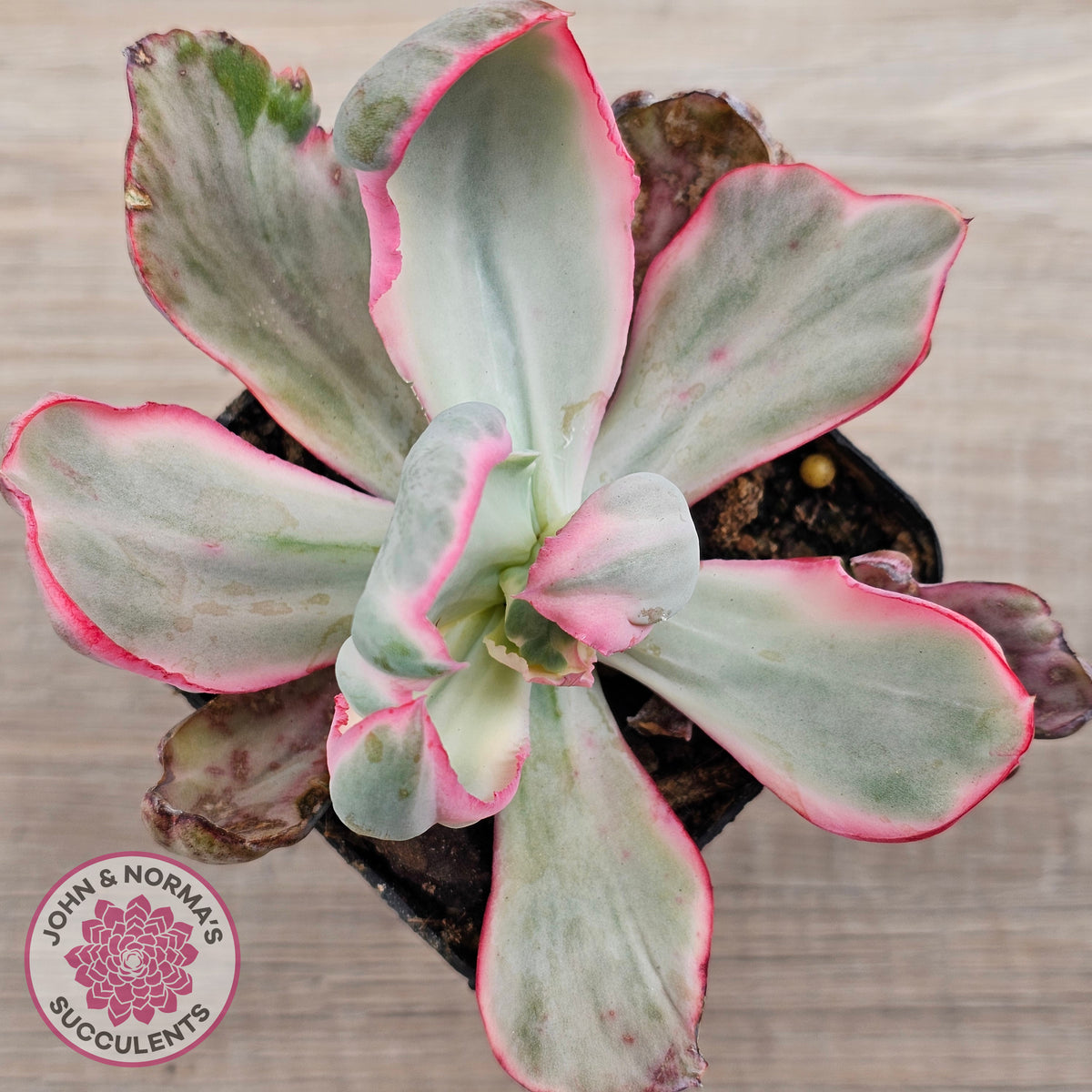 Echeveria Flying Cloud