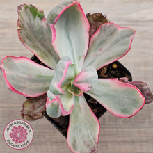 Load image into Gallery viewer, Echeveria Flying Cloud
