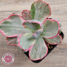 Echeveria Flying Cloud