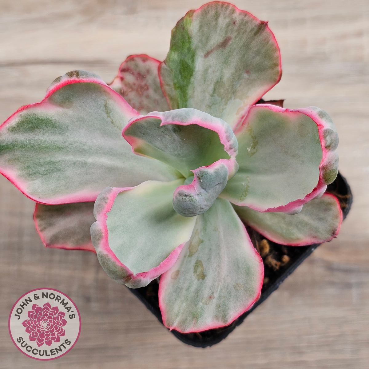 Echeveria Flying Cloud