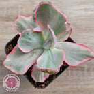 Echeveria Flying Cloud