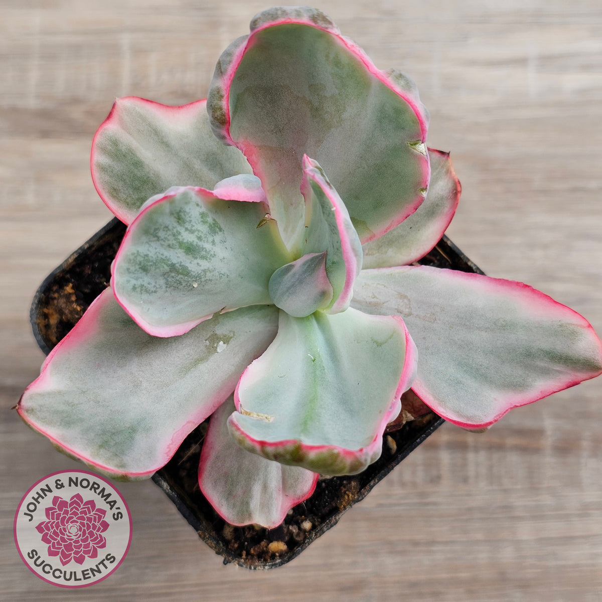 Echeveria Flying Cloud