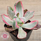 Echeveria Flying Cloud