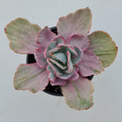 Echeveria Flying Cloud