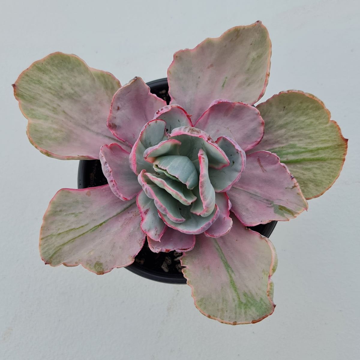Echeveria Flying Cloud